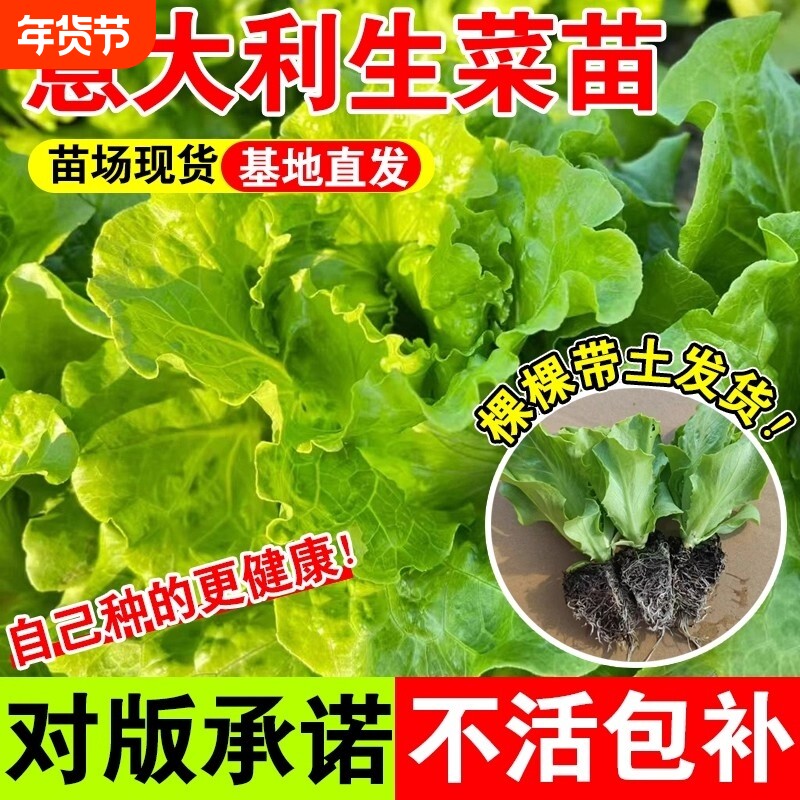 耐寒生菜苗带土奶油意大利苗大速生菜四季青菜蔬菜苗水培种植白菜