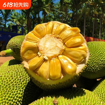 海南特产树菠萝蜜新鲜水果木波罗蜜当季整箱一整个包邮黄肉热带