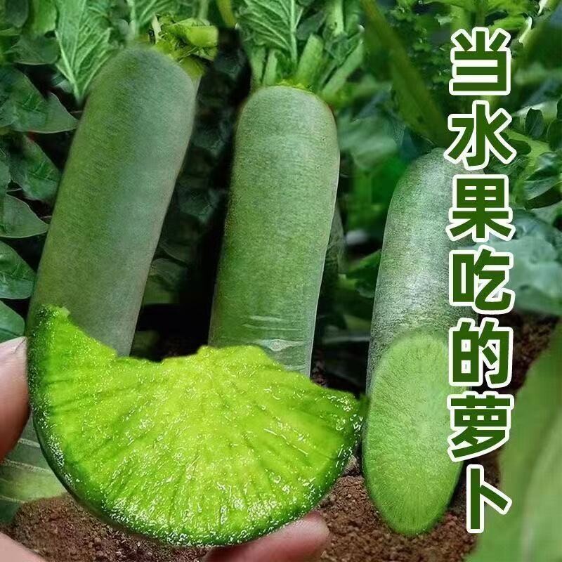 正宗潍坊绿水果萝卜青萝卜山东潍坊冰淇淋生吃脆萝卜当季新鲜批发图片
