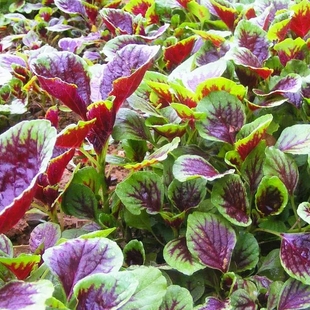 苋菜种籽老品种大圆叶全红苋菜种子四季种植农家汉菜种籽蔬菜大全