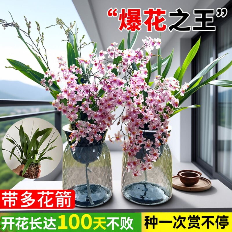 3色香水文心兰梦香兰水培冬带花室内办公室好养花卉盆栽绿植客厅