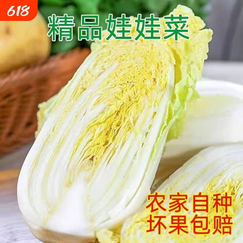 黄心娃娃菜高山娃娃菜新鲜生吃鲜嫩脆甜火锅菜黄心新鲜蔬菜农家菜