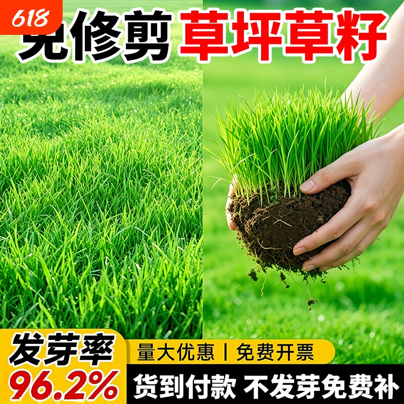 草坪草籽四季常青草种子马尼拉庭院矮生草皮绿化耐寒野花种植护坡