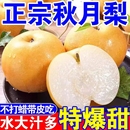 2025年新梨正宗山东秋月梨薄皮超甜化痰应季 疯抢 水果新鲜 特价