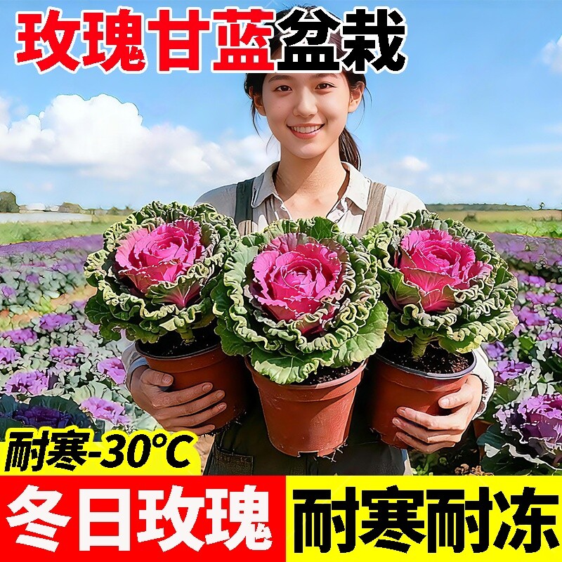 羽衣甘蓝盆栽大苗带花食用植物花卉牡丹冬季耐寒室内室外多年生