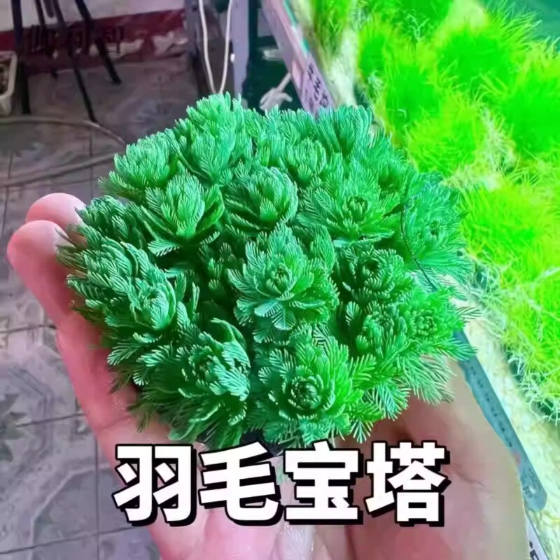 绿羽毛宝塔新手养殖鱼缸鱼池造景广州水草基地直发阴性淡水坨草