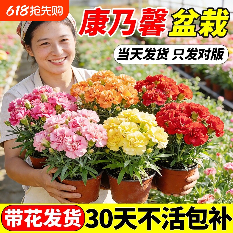 康乃馨盆栽带花苞鲜花四季开花卉室内植物好养大花苗客厅花期品种