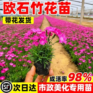 欧石竹花苗开花草坪耐寒耐旱庭院绿化四季常绿多年生宿根花卉阳台
