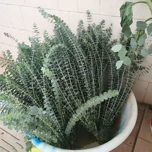 尤加利叶云南鲜花配草基地直发花材搭配花束插瓶水养花艺周边鲜花