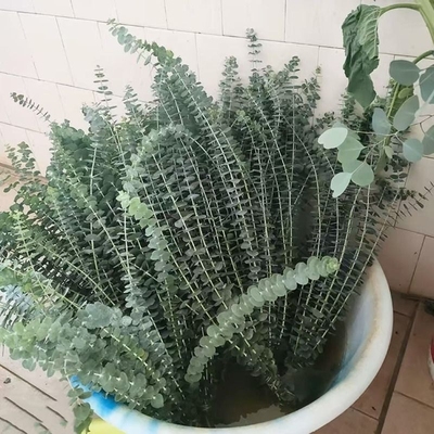 尤加利叶云南鲜花配草基地直发花材搭配花束插瓶水养花艺周边鲜花