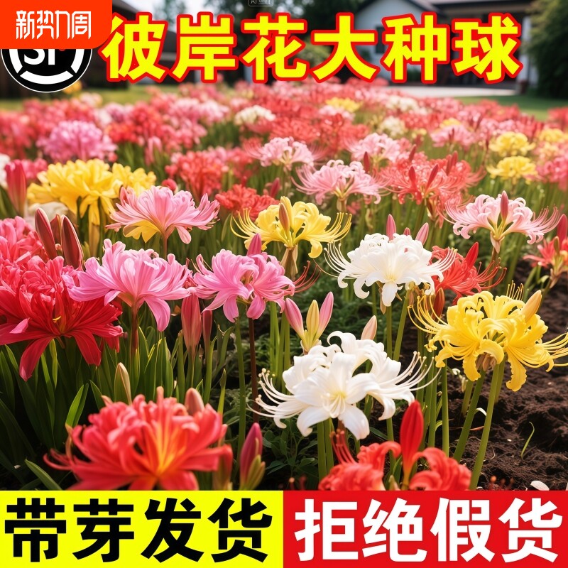 彼岸花种球曼珠沙华盆栽红花换锦石蒜大种球阳台花卉浓香晚香玉