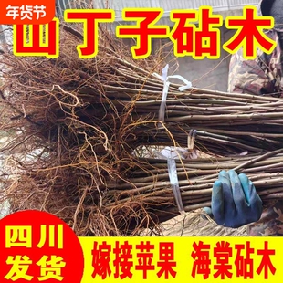 八棱海棠树苗山丁子嫁接苹果砧木海棠山丁子基地现挖现发小苗
