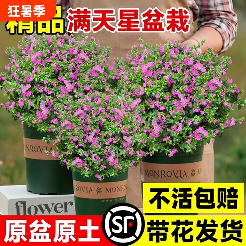 满天星盆栽带花苞四季开花室内长寿花好养植物花苗阳台客厅小苗