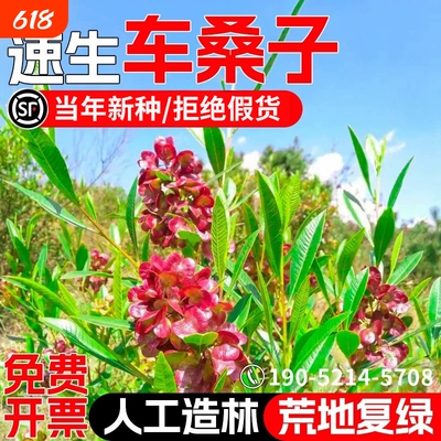 车桑子种子速生护坡荒地绿化种籽