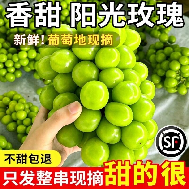阳光玫瑰葡萄5斤无籽葡萄香印提子青提当季新鲜水果顺丰包邮