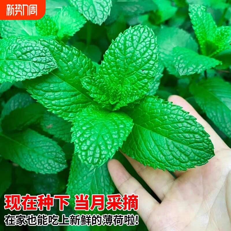猫薄荷草可食用蔬菜种子柠檬四季播种室内阳台盆栽驱蚊植物种籽子