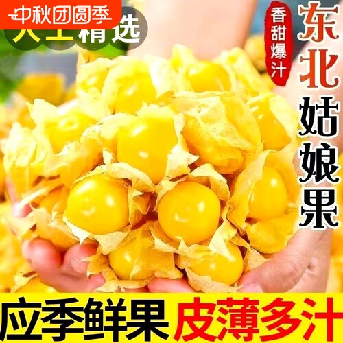 东北特产姑娘果新鲜黄洋菇娘鲜甜
