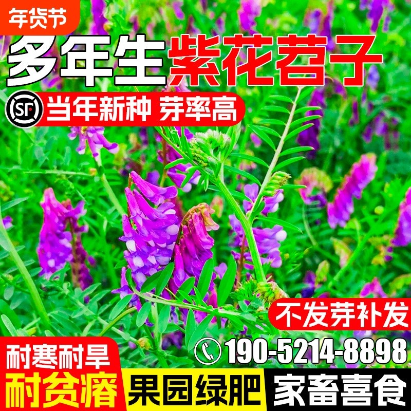 光叶紫花苕种子毛苕子果园绿肥牧草种籽高产箭舌野豌豆多年生草籽,鲜花速递/花卉仿真/绿植园艺,家庭园艺种子,淘宝优惠券,粉丝福利购,淘宝优惠卷