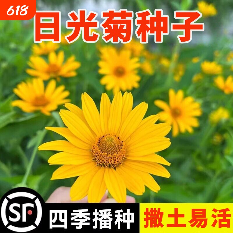 日光菊种子宿根多年生 耐寒花籽 庭院阳台栽种易活当年开花花卉种