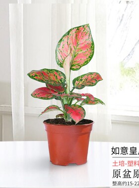 如意皇后万年青盆栽室内水培土培桌面绿植物好养懒人植物客厅阳台