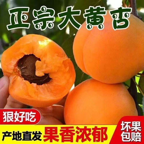 【露天大黄杏】现摘杏子水果新鲜陕西山西应季酸甜水果整箱包邮