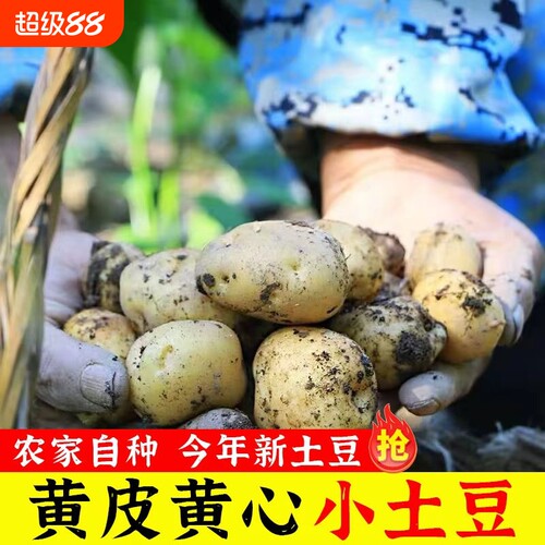 恩施迷你小土豆黄心洋芋