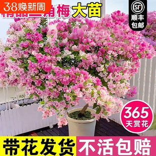 重瓣三角梅四季开花绿樱大苗带花苞盆栽阳台好养活花树爬藤绿植物