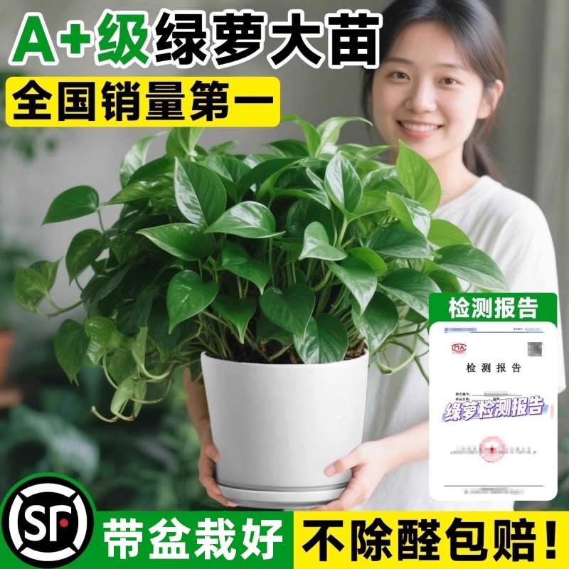 绿萝盆栽室内长藤大叶植客