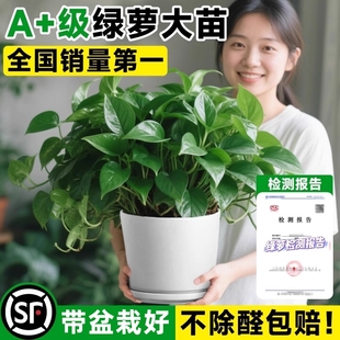 绿萝盆栽室内长藤大叶绿植客厅水培植物特大号办公室净化空气植物