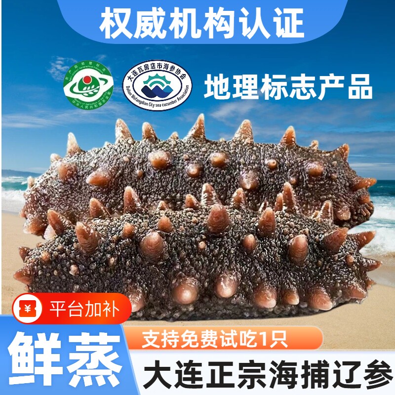 鲜蒸即食海参大连瓦房店产品辽参顺丰包邮水产冷冻深海底播试吃