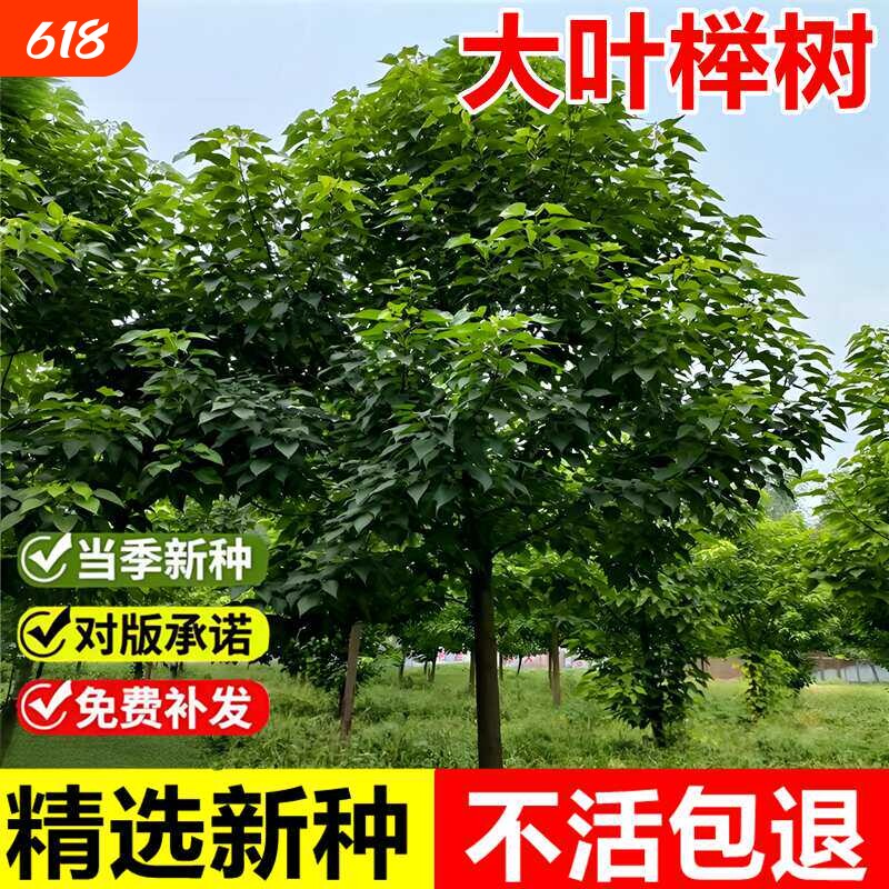 榉树种子新采大叶红榉籽庭院景观绿化护坡优质落叶乔木林木种籽