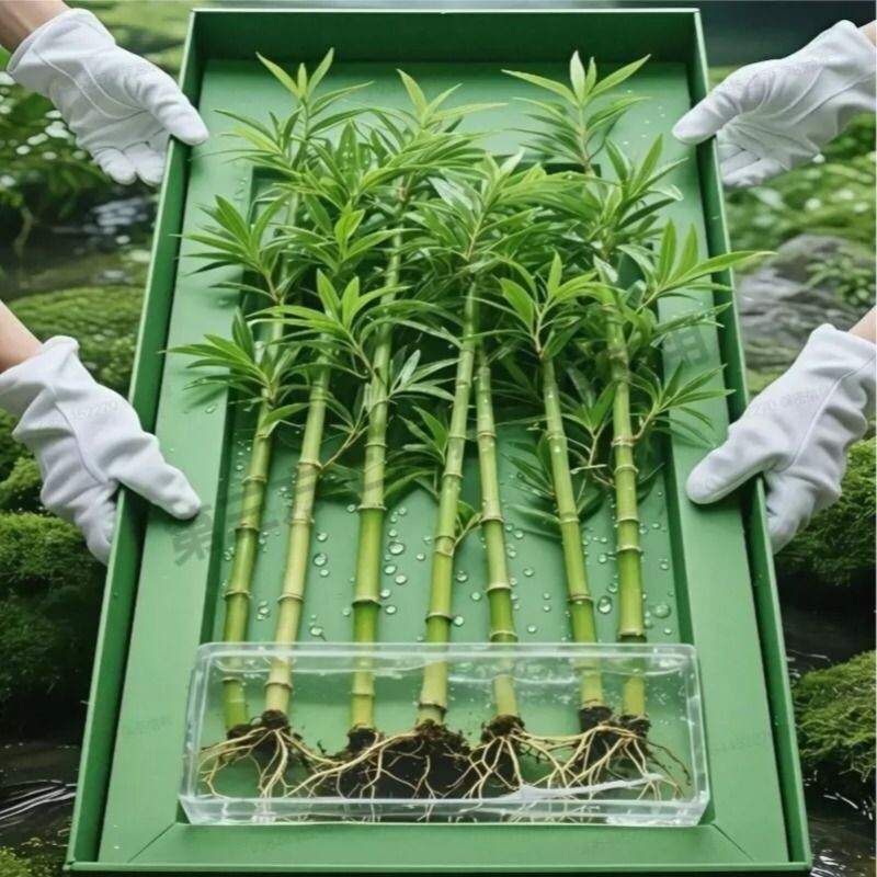 适合驱蚊竹柏盆栽室内客厅绿植净化空气水培好养驱虫玻璃瓶耐阴