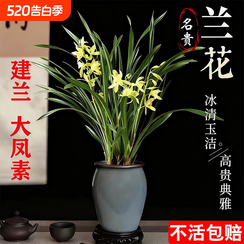 四季兰建兰大凤素夏带花苞开花室内花卉兰花苗客厅名贵素心兰水培