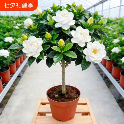 独杆棒棒糖牡丹栀子花盆栽花卉植物室内浓香型树苗好养客厅带花苞