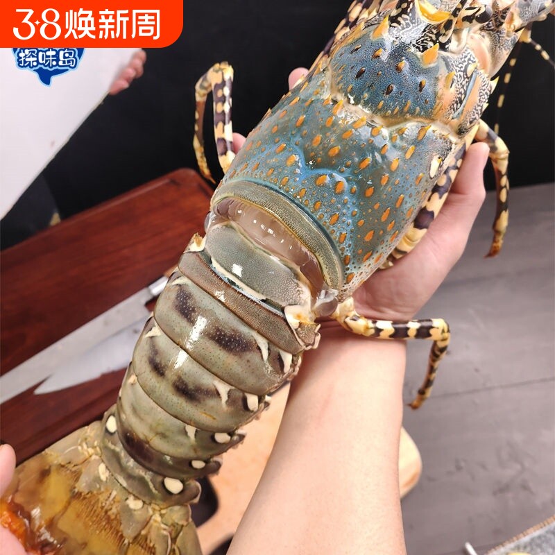 探味岛【顺丰包邮】福建新鲜大花龙鲜活大青龙澳洲大龙虾冷冻海鲜