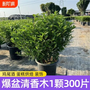 爆盆胡椒木清香木蛋糕装 饰盆栽叶子西餐饮品烘培甜品点缀好养植物