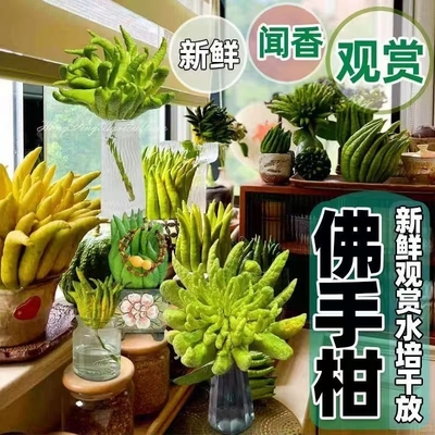 新鲜佛手果观赏闻香水培车载摆件清供天然香薰可食用鲜果植物客厅