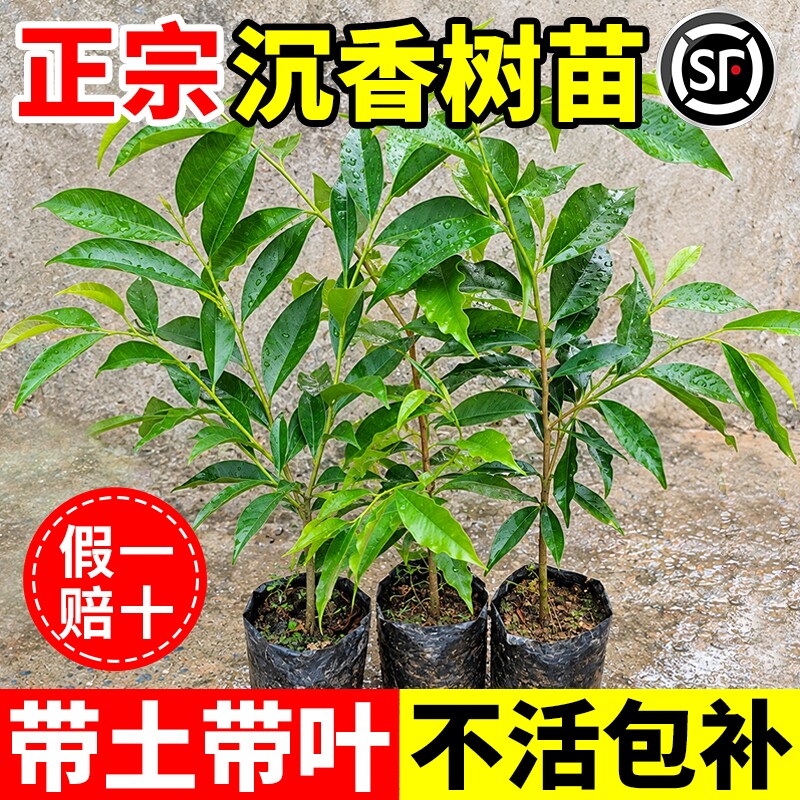 正宗奇楠沉香树苗庭院盆栽金丝楠木小叶紫檀名贵绿植四季常青树苗图片