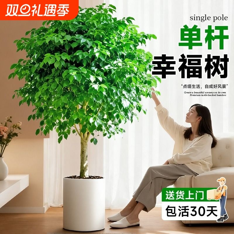幸福树棒棒糖客厅盆栽大老桩平安树室内落地四季常青真绿植冬天