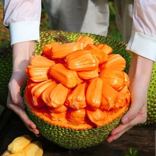 顺丰越南红心红肉菠萝蜜超甜新鲜水果果园现摘包邮一整个果肉热带