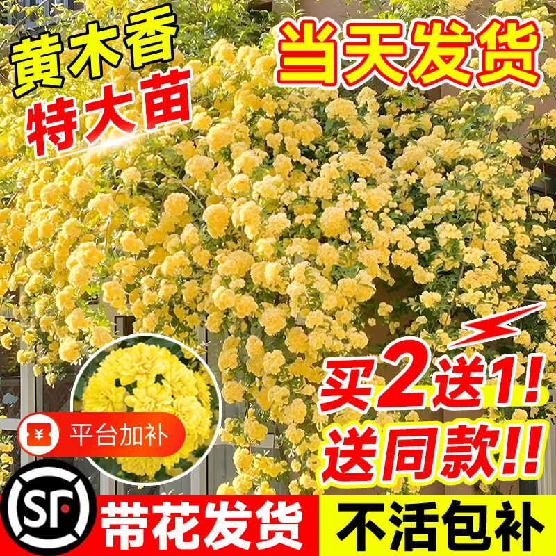 四季重瓣黄木香花苗室外庭院蔷薇盆栽花卉爬藤植物大树桩红木香