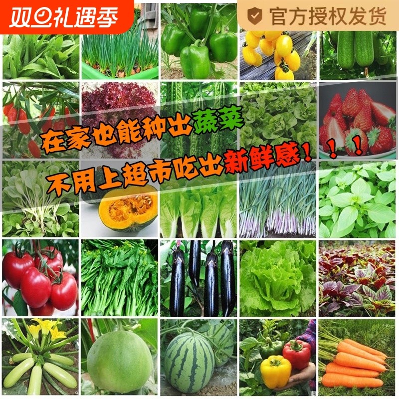 蔬菜种子四季香菜韭菜生菜小葱阳台庭院种植盆栽高产冬季易种籽