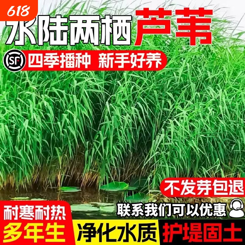 芦苇种子耐寒多年生宿根草籽水生草净化水质观赏护坡固土牧草种籽