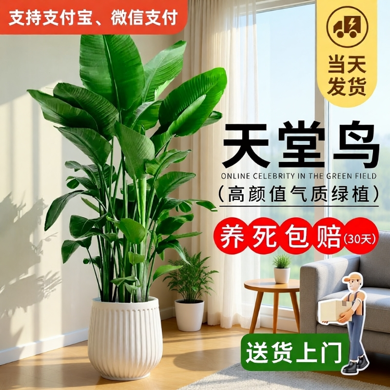 天堂鸟大型绿植盆栽|千人加购