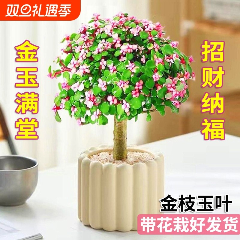 金枝玉叶老桩盆栽带盆室内阳台办公室桌面绿植花卉防辐射造型招财