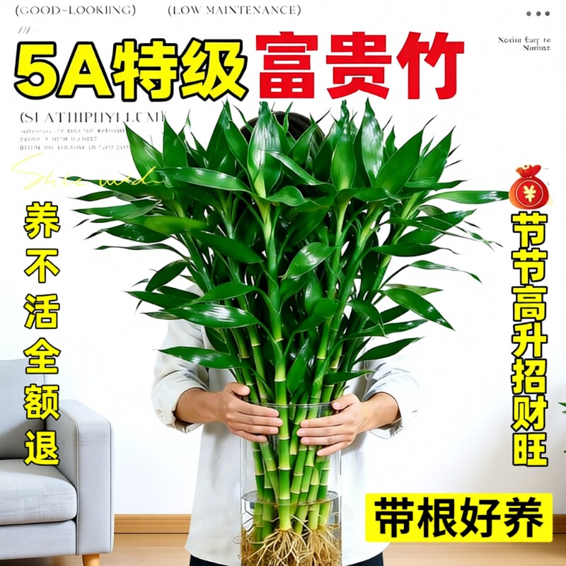 富贵竹带根水培植物客厅招财室内花卉绿植观音竹转运竹子盆栽桌面图片