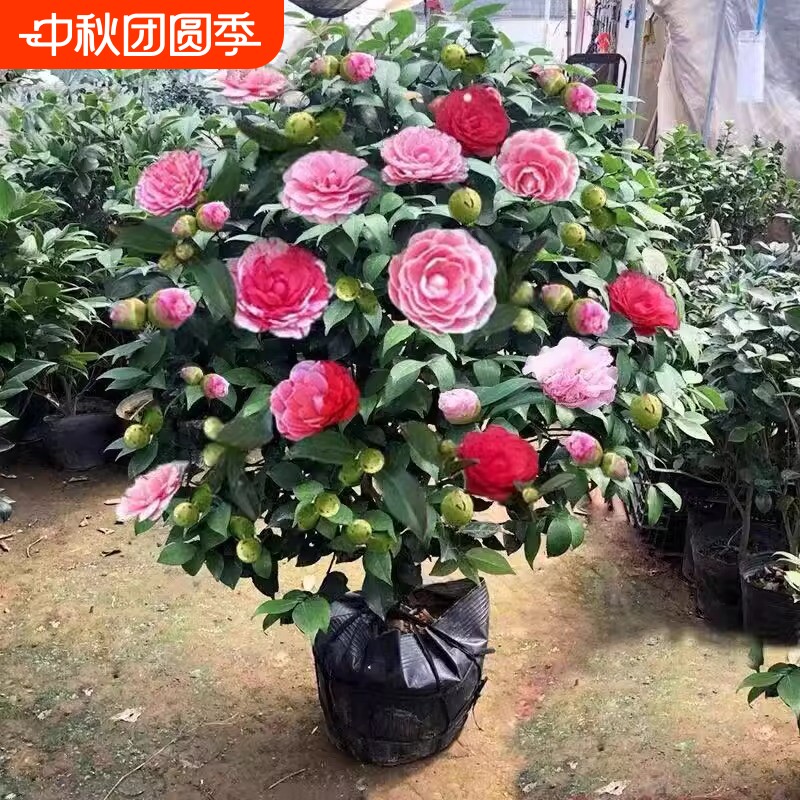 茶花树苗盆栽带花苞五色赤丹植物玫瑰花好养山茶花苗四季开花老桩图片