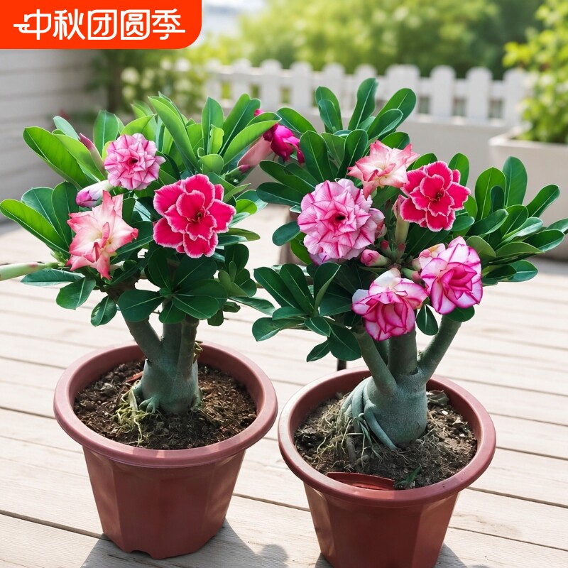 重瓣沙漠玫瑰花苗|超2000次加购图片