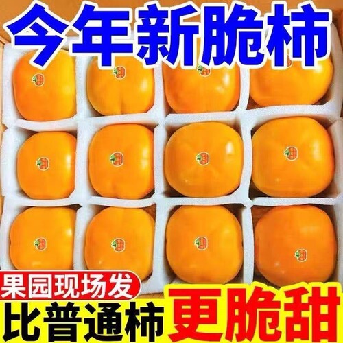 正宗阳丰脆柿新鲜应季甜柿子巧克力脆柿冰糖心无核硬柿子当季水果