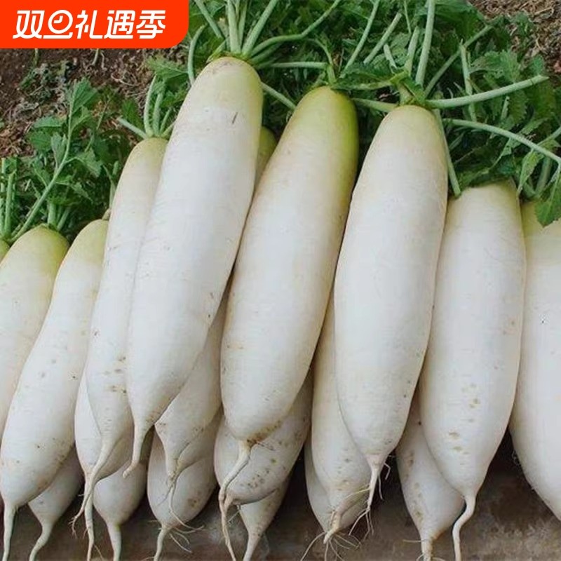 超白玉萝卜四季播白萝卜种子特大庭院家庭九斤王四季胡萝卜籽种
